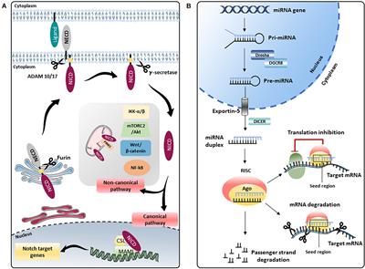 Adding a “Notch” to Cardiovascular Disease Therapeutics: A MicroRNA-Based Approach